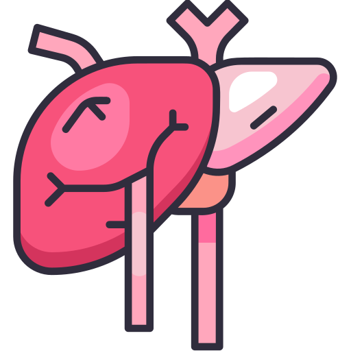 Liver